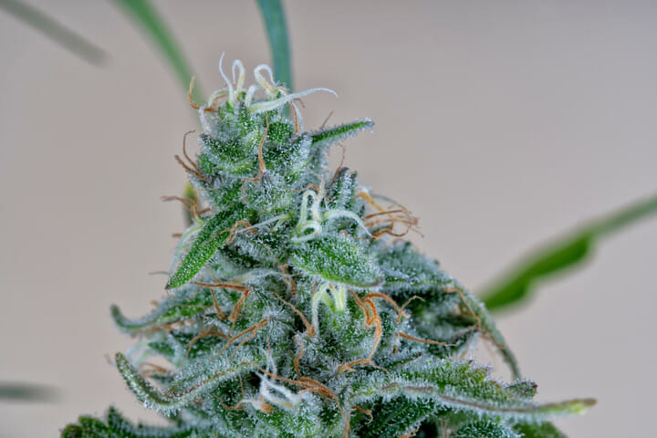 AK-47 classic retro strain