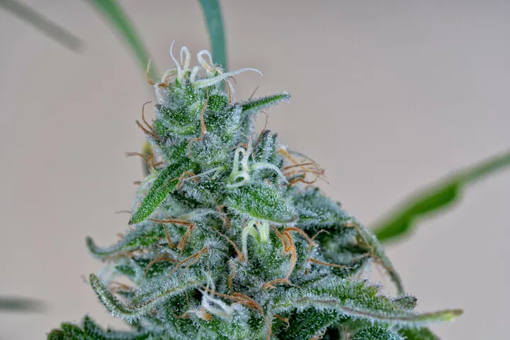 AK-47 classic retro strain