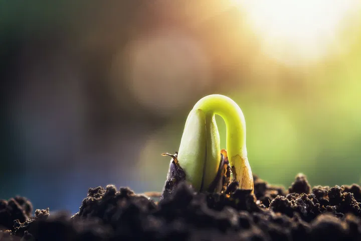 seed sprouted in soil