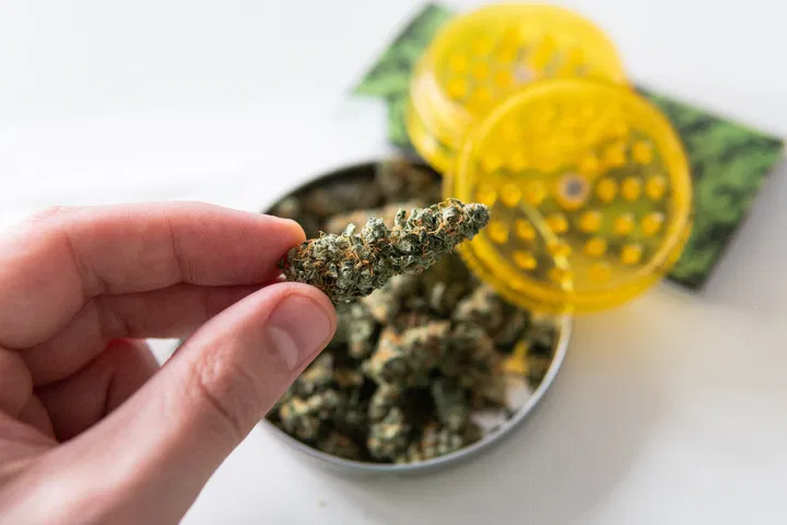 thc testers can help you determine your harvest window
