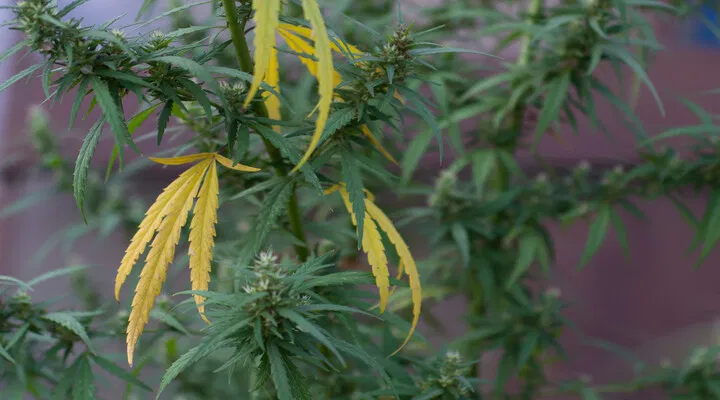 Yellow Leaves