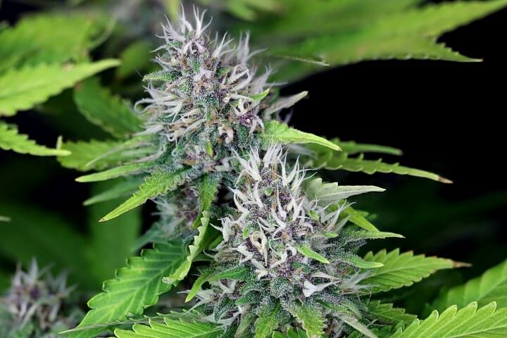 Top 5 indica strains 2022