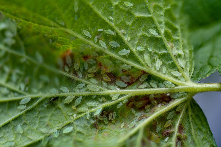 clusters of aphids on cannabis leaves
