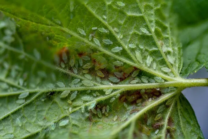 clusters of aphids on cannabis leaves