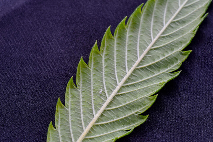 aphids on leaves of cannabis