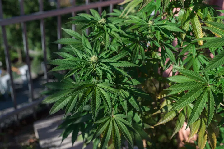 how much nutrients do autoflowers need?