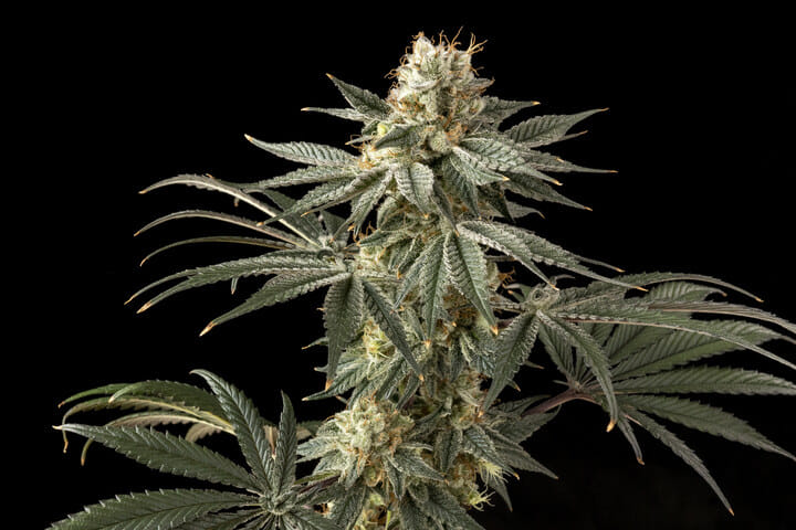 hybrid cannabis strain appearance