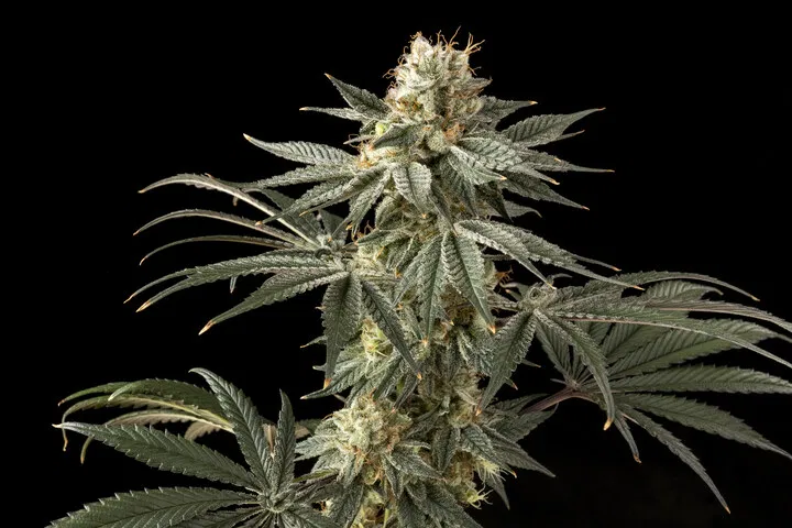 hybrid cannabis strain appearance