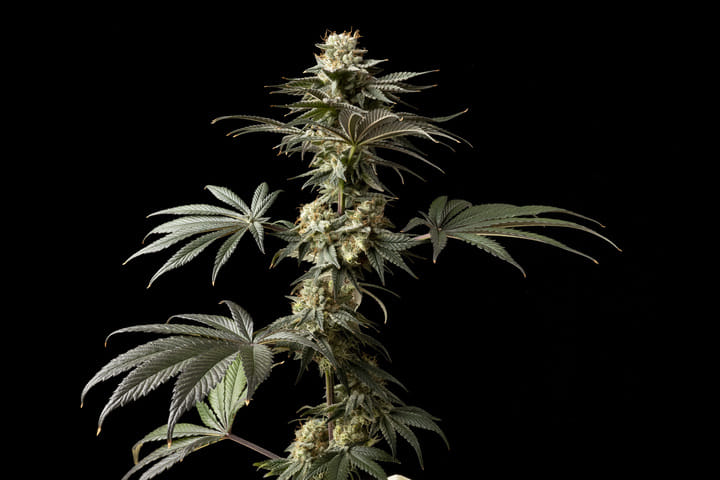 Seedsman Badazz OG Cheese best weed