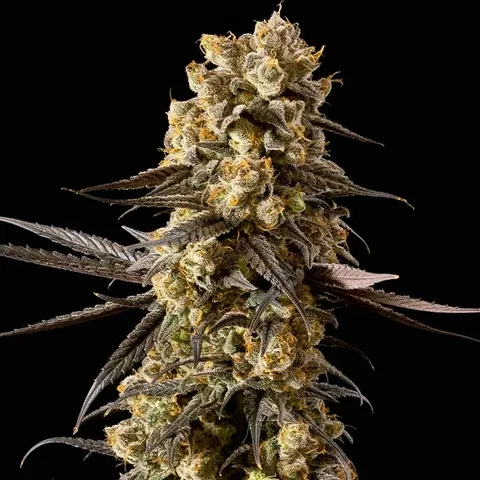 High THC cannabis strain