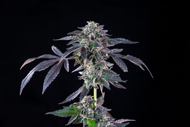 Seedsman Banana Jealousy