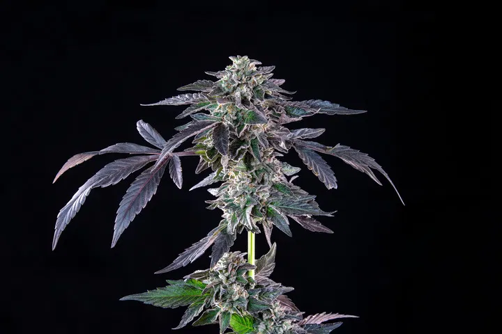 Seedsman Banana Jealousy