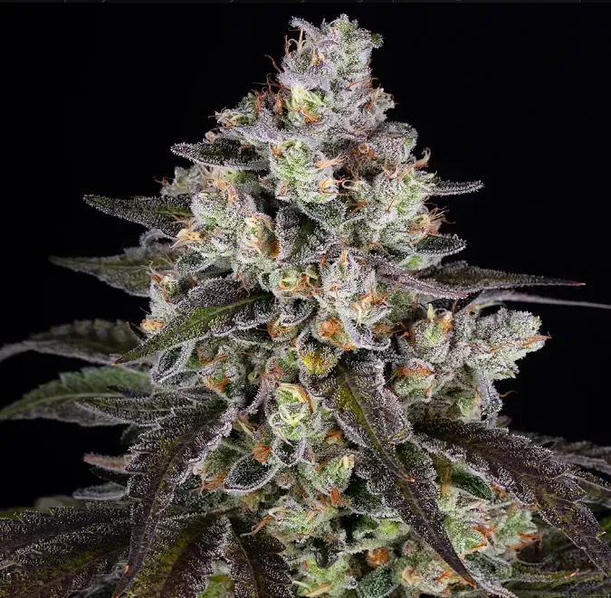 Barney's Farm Trainwreck