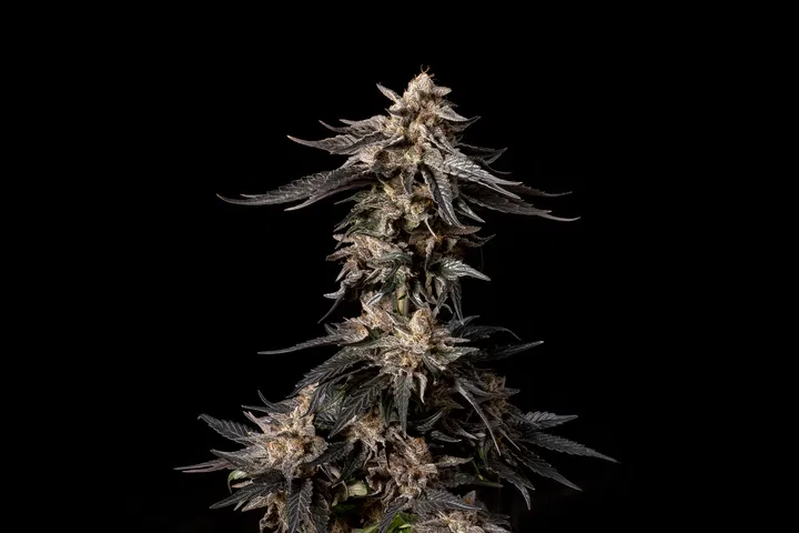 Seedsman Purple Punch 2.0