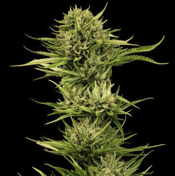 Seedsman Blueberry Pie F1 Fast