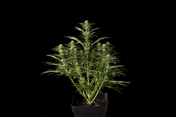 Fast cannabis strain appearance example