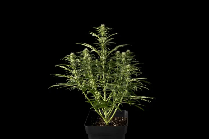 Fast cannabis strain appearance example