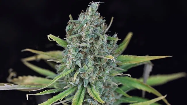 Blue Dream Fast