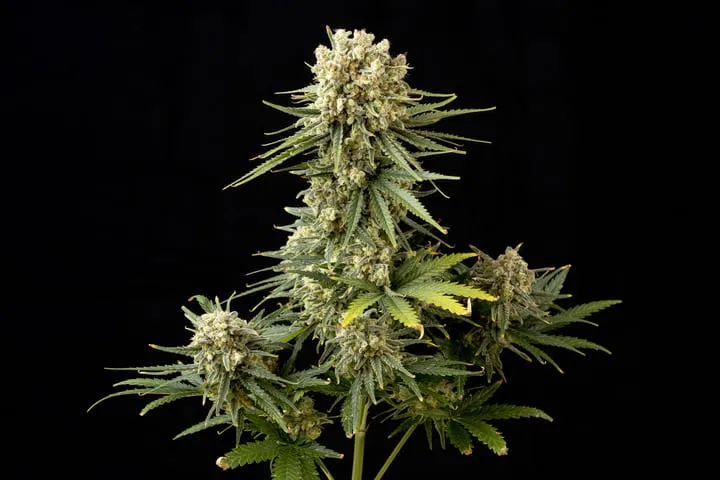 Seedsman Bruce Banger