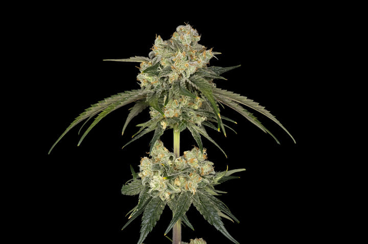 Seedsman Bubba Cheesecake