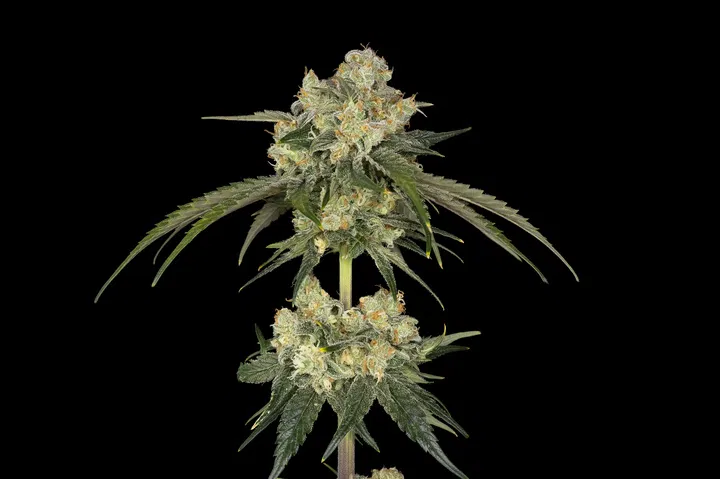 Seedsman Bubba Cheesecake