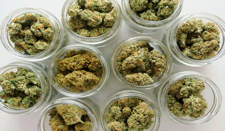 what is burping cannabis