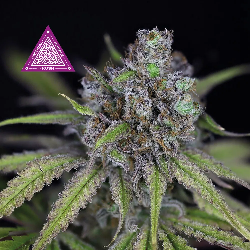 Seedsman Critical Purple Kush