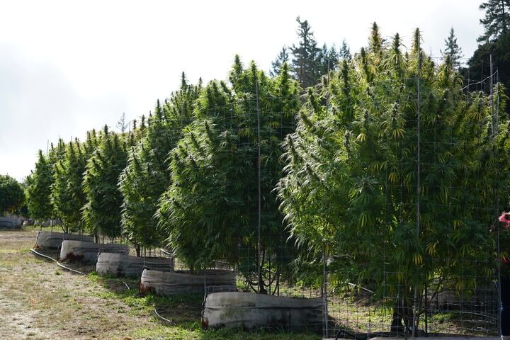 cage weed plants to protect from high winds