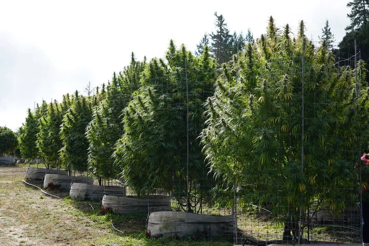 cage weed plants to protect from high winds