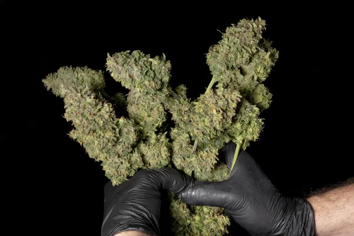 feminised seeds guarantee buds
