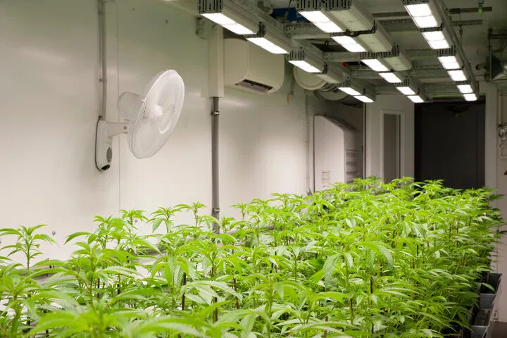 Cannabis Fans