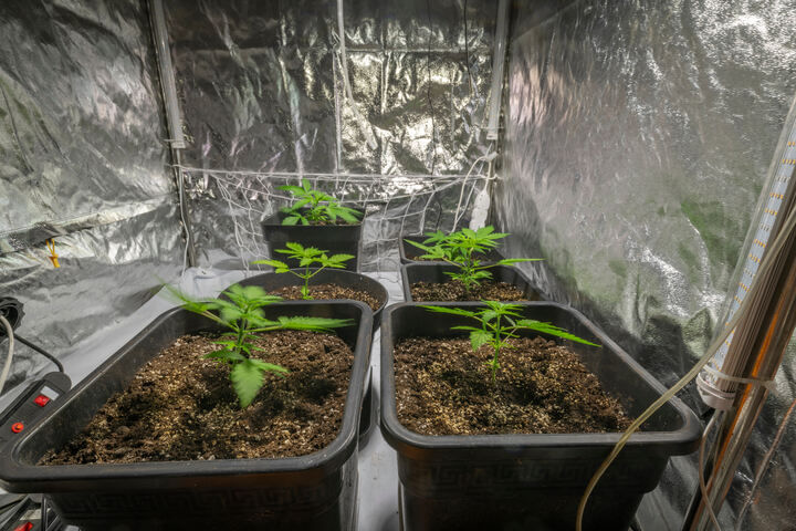 cannabis grow tent