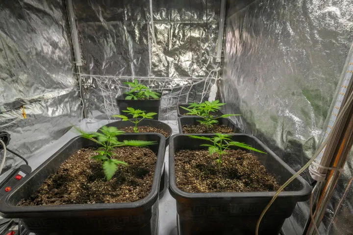 cannabis grow tent