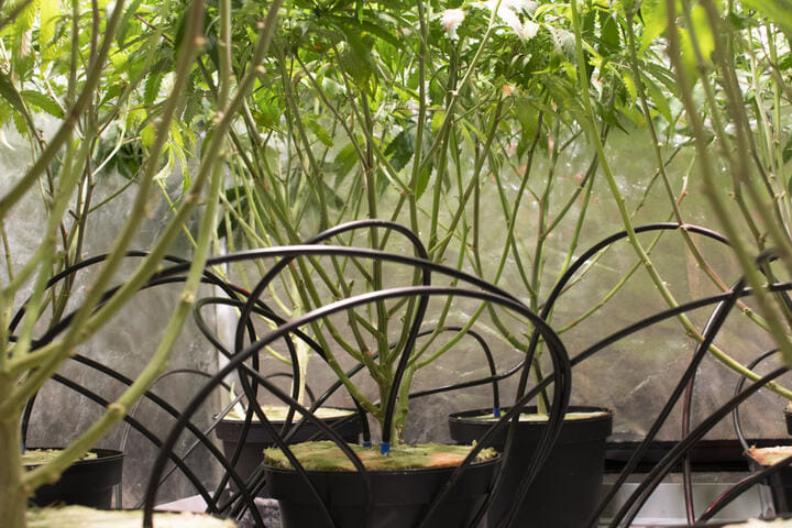 cannabis irrigation system