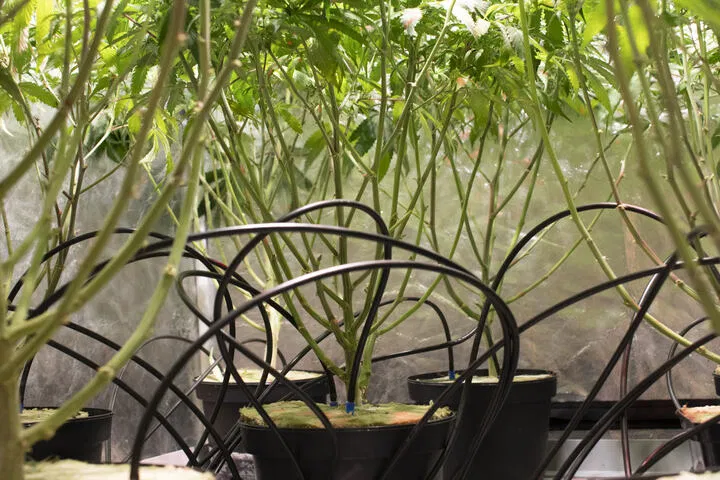 cannabis irrigation system