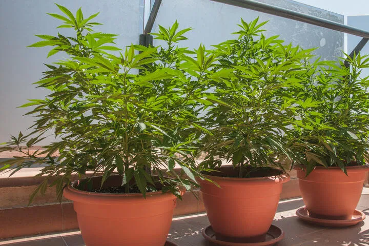 Cannabis Pots