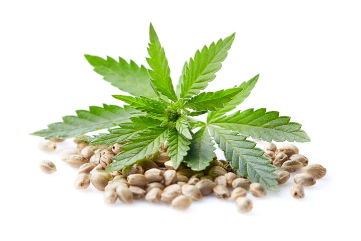 cannabis seeds for quality buds