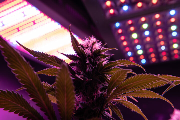 cannabis lighting for flowering