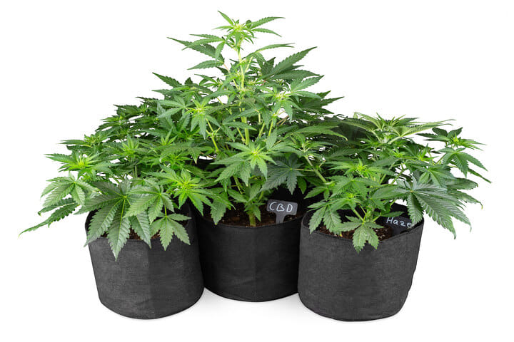 fabric pots can help cool root systems