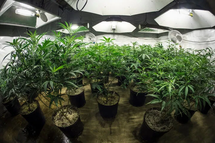 what the vegetative stage looks like
