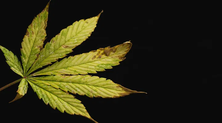 necrotic cannabis leaf
