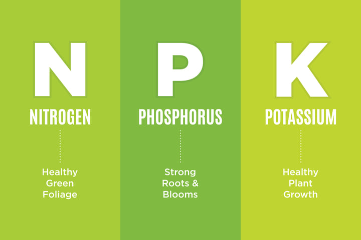 what to feed cannabis and when