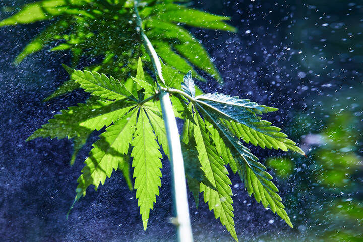 how rain affects weed plants