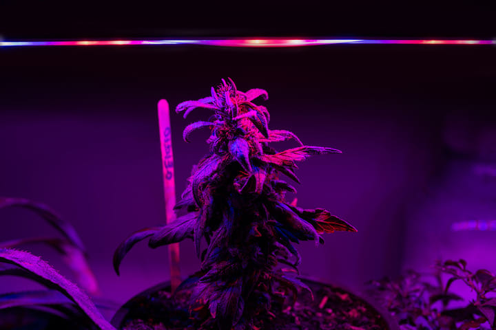 Cannabis plants falling over