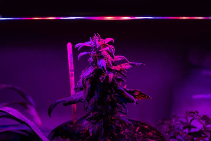 Cannabis plants falling over