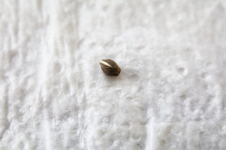 germinate cannabis seeds in a paper towel