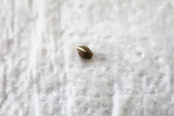 germinate cannabis seeds in a paper towel