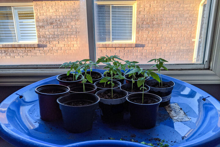 cannabis seedlings indoors