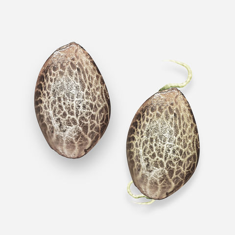 cannabis seed germination is the first step in growing