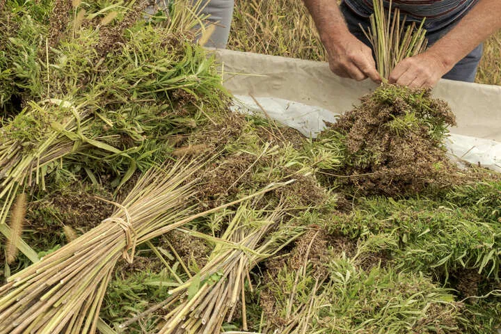 use stalks to make mulch